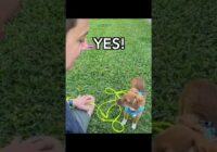 3 SUPER SIMPLE Things To Do with Your Dog TODAY! #dogtraining #puppytraining #shorts #dogs #puppy