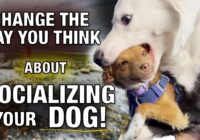 Dog Socialization ￼is Different Than You Think￼