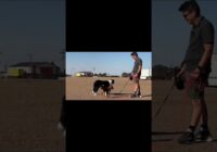 How to train your dog 5 seconds at a time! #dogtraining #puppytraining #dogtrainingtips #shorts