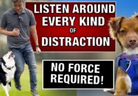 How I Train ANY Dog to RESIST EVERY DISTRACTION!