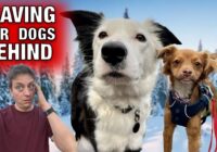 THE TRUTH: We are Leaving Our Dogs Behind in ALASKA.