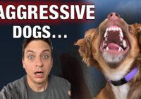 AGGRESSIVE DOGS Don’t Exist.. Most People Are STUPID When it Comes to Training Dogs