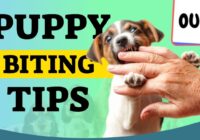 Puppy Biting Tips For New Puppy Owners