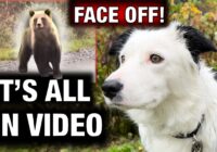 Surviving an Encounter with a Grizzly Bear while Training Our Dogs!