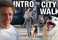 How To Go From Out of Control Dog to Leash Walking Bliss in the Middle of a Crowded City!