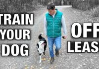 How I Train My Dog To Be OFF LEASH Even When Distracted! ONLY REAL WORLD EXAMPLES