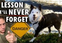 A Lesson She’ll Never Forget. What I Did When My Dog Almost Didn’t Come When Called!