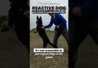 If you have a reactive or aggressive dog, you NEED to see this! #dogtraining #dogtrainer #reactivity