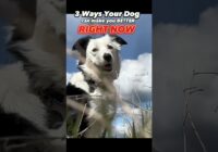 3 Ways Your Dog Can Make You Better RIGHT NOW #dogtraining #dogtrainer #traineddogs #puppytraining