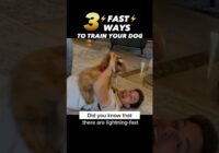 3 ⚡️FAST⚡️ Ways to Train Your Dog! How to Train Sit 3 Ways! #dogtraining #dogtrainer #puppytraining