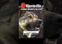 3 Tips to Fix Come When Called NOW #dogtraining #dogtrainer #comewhencalled #recalltraining