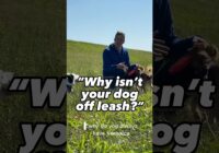 My dogs are never off leash until… #dogtrainer #dogtraining #puppytraining #leashtraining #offleash