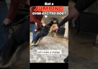 Got a Jumping, Over-Excited Dog? Let’s Make a Change Together! #dogtraining #dogtrainer #jumping