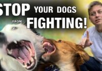 How To Keep Dogs From Fighting