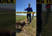 30 Second Dog Training Tip #dogtraining #dogtrainer #puppytraining #leashtraining #puppies #dogs