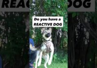 Do you have a REACTIVE DOG and you don’t know where to start?! #dogtrainer #dogtraining #reactivedog