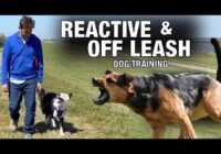 Practical ￼Off Leash Training and How To Handle Reactive Behavior.