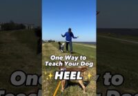 1 Easy Way to Teach Your Dog HEEL! This is What I Do #dogtrainer #dogtraining #puppytraining #dogs