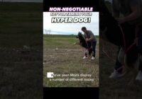 Non-Negotiable Key for Taming Your Hyper Dog! #dogtraining #dogtrainer #reactivedog #puppytraining