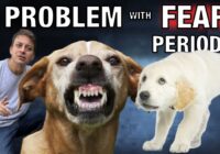 The Problem With Fear Periods. Do Dogs Really Have Them?