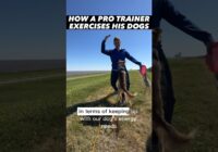 Pro Dog Trainer’s Daily Exercise Routine for My Dogs! What do I do EVERY day?  #dogtraining #routine