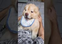 Funny Dog Videos You Tube