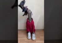 Funny Dog Videos Youtube