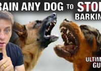 How To STOP Any Dog From Excessive Barking: The Ultimate Guide.