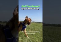 Did you know? Beyond basic training! #dogtraining #dogtrainer #puppytraining