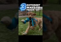 How to Train “Sit” 3 Different Ways! #dogtraining #puppytraining #easydogtraining