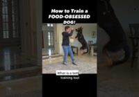 How to Train a FOOD-OBSESSED Dog! When food is too distracting.. #dogtrainer #dogtraining #puppy