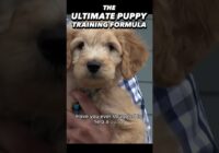 The Ultimate Puppy Training Formula in Less Than 30 Seconds!! #dogtraining #puppytraining #dogs