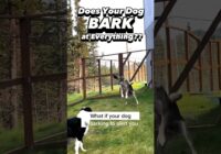 How to Stop Your Dog from Barking at EVERY. SINGLE. THING. #dogtraining #dogtrainer #puppytraining