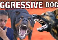 The Ultimate Guide to Understanding Dog Aggression for Everyday People