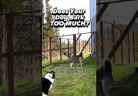 Alert Barking: Does Your Dog Bark TOO MUCH? At EVERYTHING? Watch this! #dogtraining #dogtrainer #dog