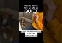 How to Teach Your Dog to Be Quiet! #stopbarking #dogtraining #dogtrainer #puppytraining #barking