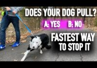 How to Stop Pulling: Don’t Fall for the Leash Training Lie