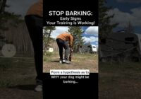 Stop Barking: Early Signs Your Training is WORKING! #dogtraining #dogtrainer #dogtraining101 #dogs