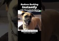 Stop Barking Instantly with These Techniques! #dogtraining #dogtrainer #barking #puppytraining