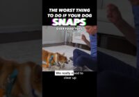 The Worst Thing To Do if Your Dog Snaps #dogtraining #dogtrainer #resourceguarding #aggressive #dogs