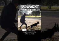 Does Your Dog CHASE Everything They See?!? You Need to See This!! #dogtraining #dogtrainer #puppy