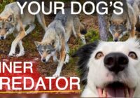 How to Train the Predator in Your House! A Short Guide to the Predatory Sequence