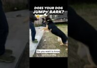 Does your dog JUMP or BARK? Here’s the Solution! #dogtraining #easydogtraining #puppytraining #dogs