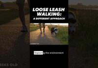 Loose Leash Walking: A Different Approach #dogtraining #dogtrainer #puppytraining #dogtraining101