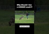 Why Should You Try a Longer Leash if Your Dog Pulls? #dogtraining #dogtrainer #dogtraining101 #puppy