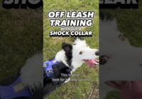 Off Leash Training Without a Shock Collar #dogtraining #dogtrainer #offleash #leashpulling #puppy