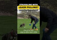 Struggling with Leash Pulling? Start Here! #dogtraining #dogtrainer #dogtraining101 #puppytraining