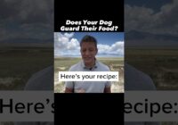 If Your Dog Snaps Over Food, Here’s Your Recipe #dogtraining #dogtrainer #resourceguarding #puppy