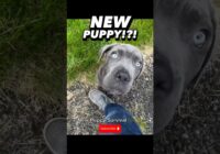 New Puppy!!?! Meet Shade the Cane Corso! #dogtraining #puppytraining #dogtrainer #newpuppy #survival