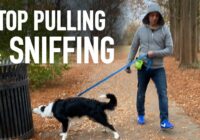 How to Transform Your Walks by Understanding Your Dog's Nose!